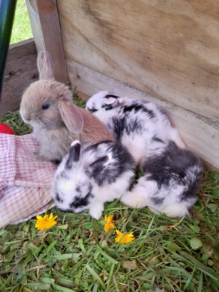 Purebred Mini-lop Kits Carousel 1