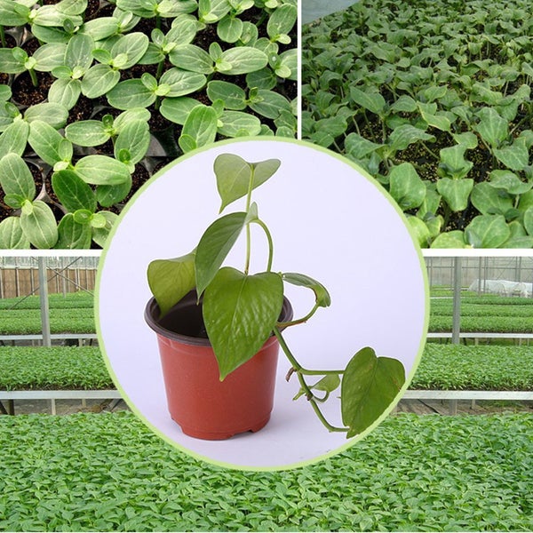 100PCS Plastic Plant Flower Garden Pots Nursery Seedlings Pot Growing Container Carousel 3