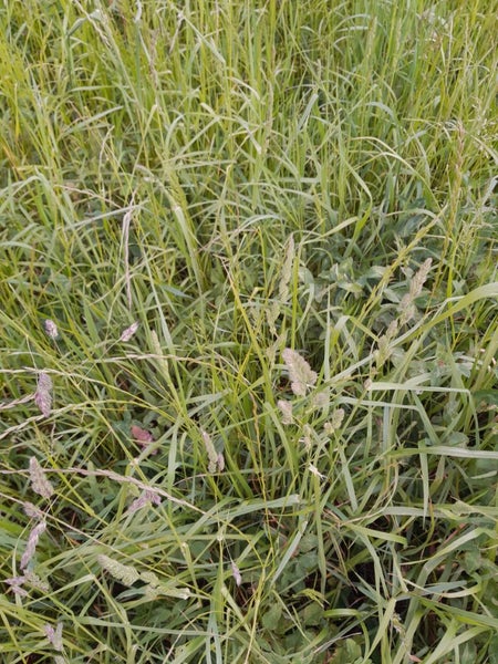 Hay Premium Equine meadow in Midi Square bales (ref p1c2) Carousel 2