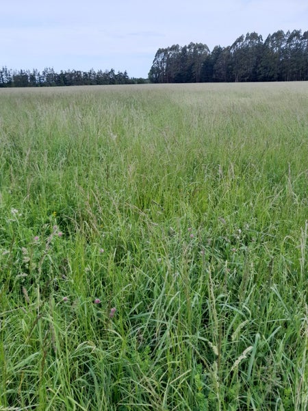 Hay Premium Equine meadow in Midi Square bales (ref p1c2) Carousel 1