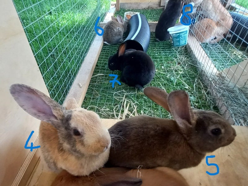 Baby Rex Rabbits Carousel 7