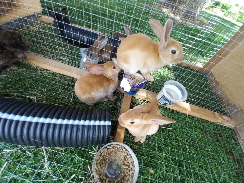 Baby Rex Rabbits Carousel 2