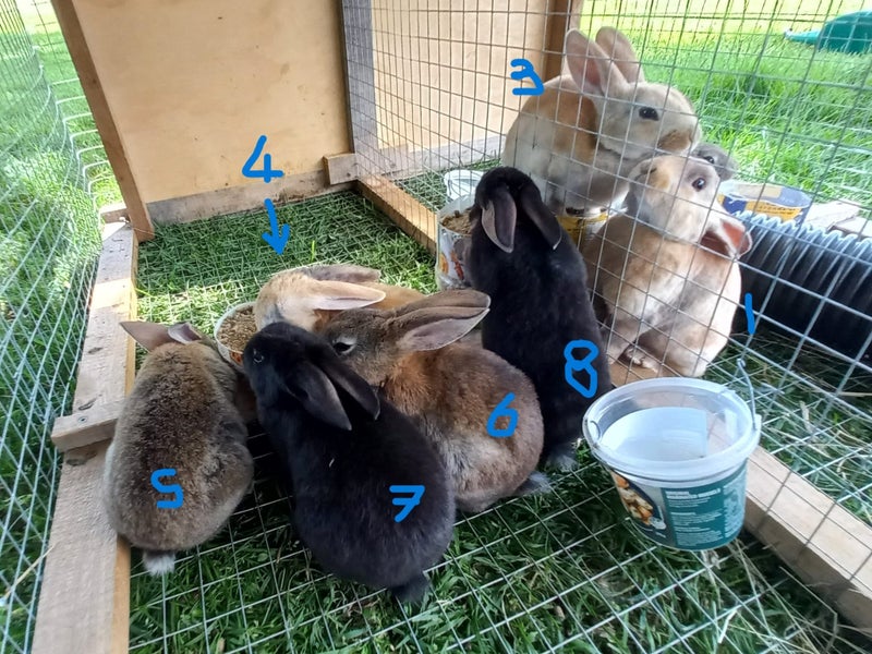 Baby Rex Rabbits Carousel 1