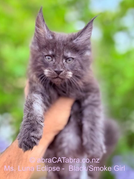 Stunning Maine Coon Kittens64614897747074110