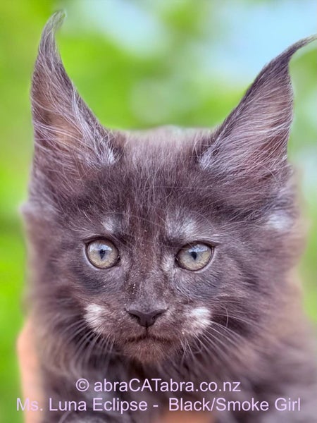 Stunning Maine Coon Kittens64614897747074111