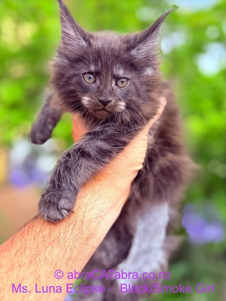 Stunning Maine Coon Kittens64614897747074112
