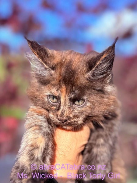Stunning Maine Coon Kittens64614897747074113