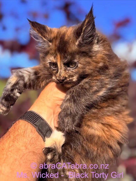 Stunning Maine Coon Kittens64614897747074114