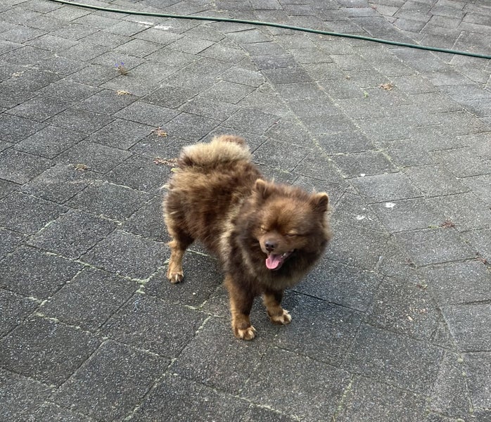 7 Week Old Japanese/German Spitz Puppies Carousel 11