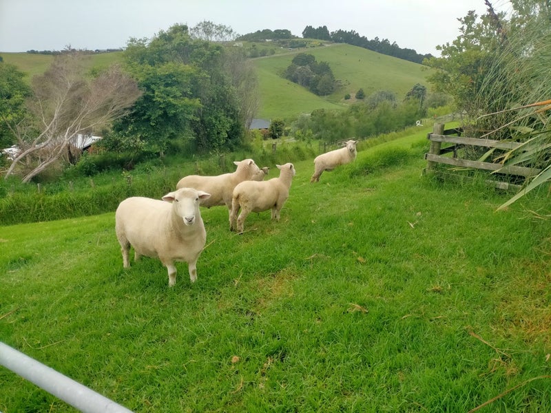 Romney Cross Ram64616695251587112