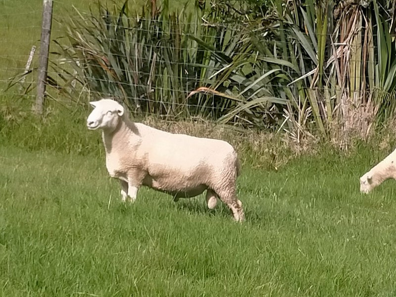 Romney Cross Ram64616695251587110