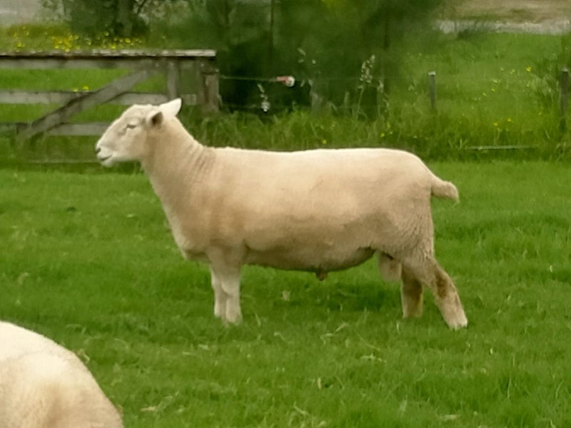 Romney Cross Ram64616695251587111