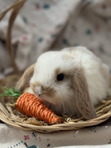 **Trained Mini Lop Bunny Rabbits & Care Package** Carousel 1