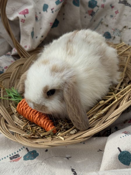 **Trained Mini Lop Bunny Rabbits & Care Package** Carousel 2