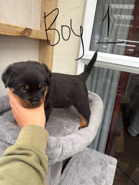 Purebred Rottweiler Puppies Carousel 1