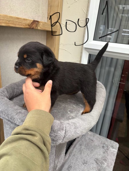 Purebred Rottweiler Puppies Carousel 2