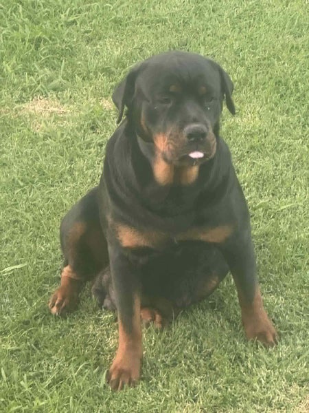 Purebred Rottweiler Puppies Carousel 18