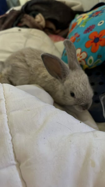 minilop x jersey woolly x Netherland dwarf babies Carousel 1