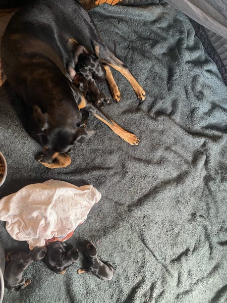 Doberman puppy’s Carousel 1