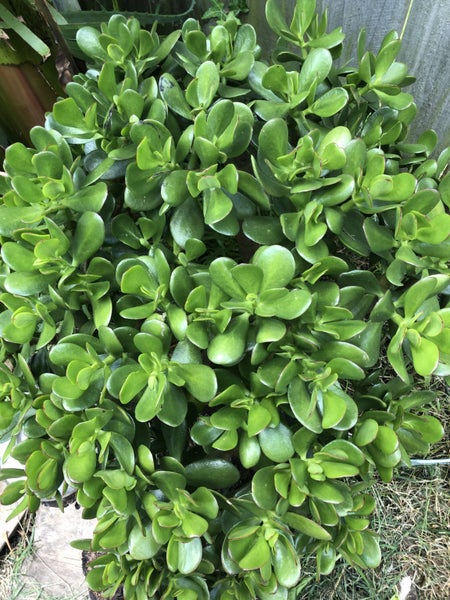 Jade Plant - Crassula ovata Carousel 1
