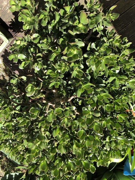 Jade Plant - Crassula ovata Carousel 1