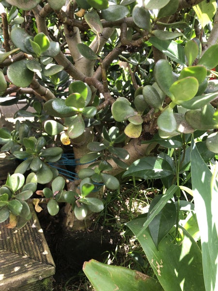 Jade Plant - Crassula ovata Carousel 3