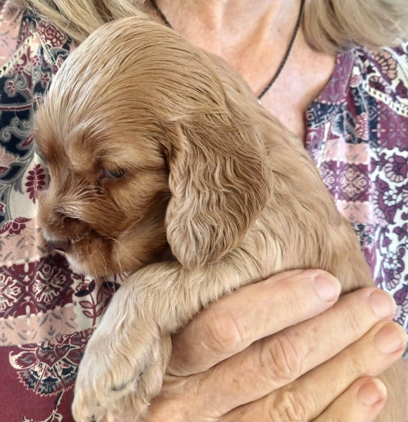 Cocker Spaniel puppies64772807193985110