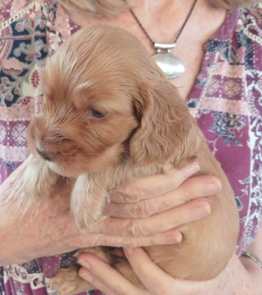 Cocker Spaniel puppies64772807193985111