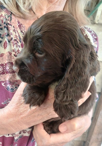 Cocker Spaniel puppies64772807193985112