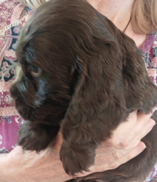 Cocker Spaniel puppies64772807193985113
