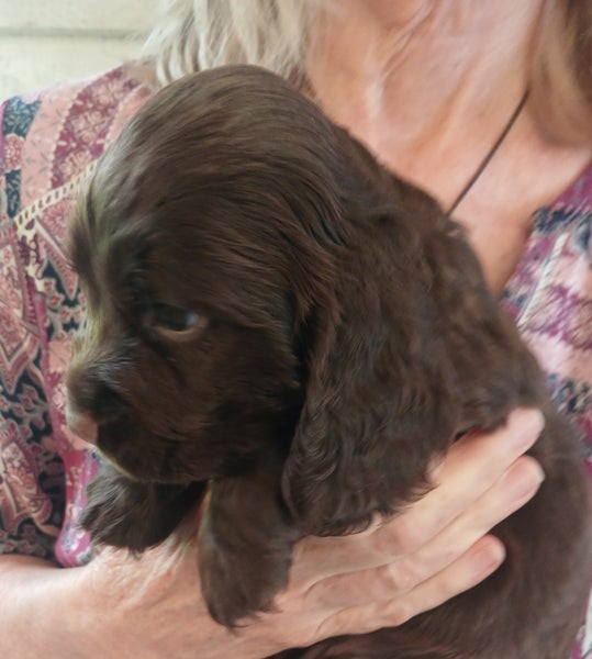 Cocker Spaniel puppies64772807193985114