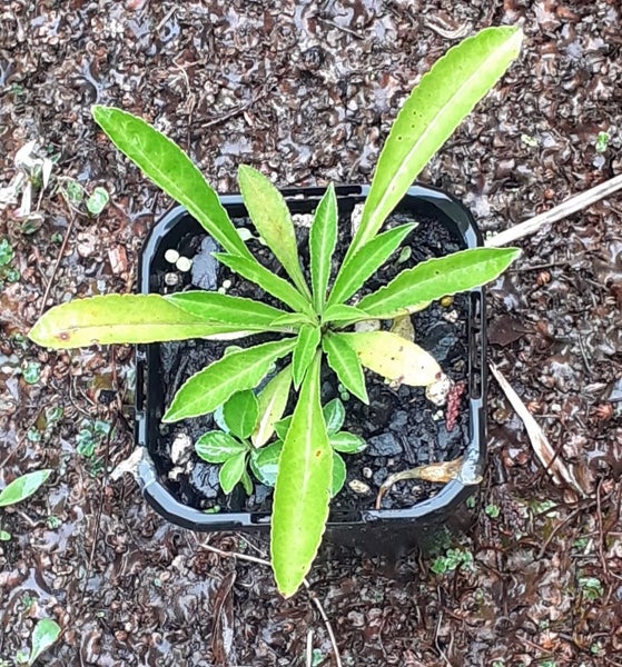 Campanula Telham Beauty large lavender-blue flowers tall stems Carousel 2