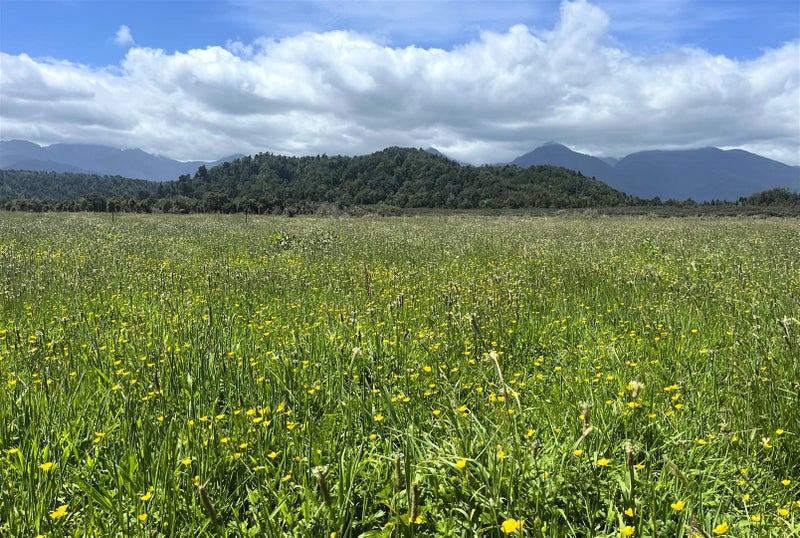 GRAZING OPPORTUNITY, NOT TO BE MISSED64627665210881114