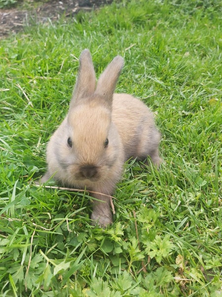 Mini Lop Bunnies Carousel 2