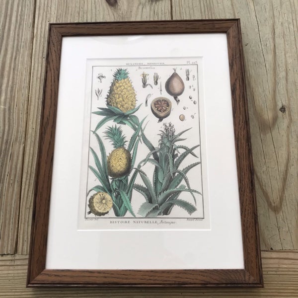 An original hand coloured copper plate engraving of Pineapples by Denis Diderot Carousel 1