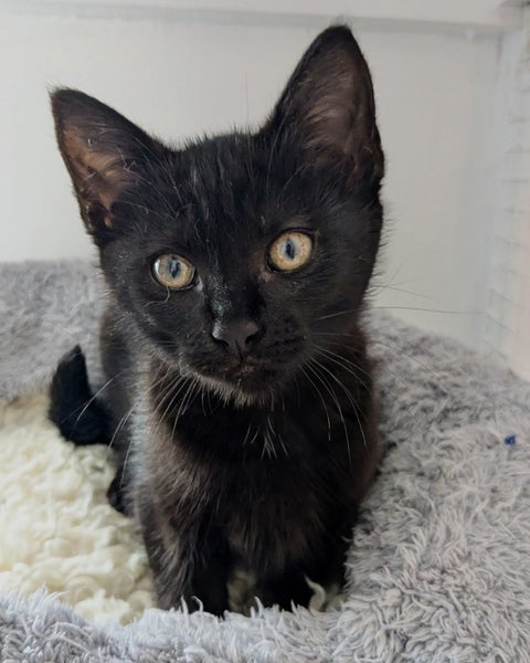 Animal Care Turangi - MAID MARIAN Carousel 1