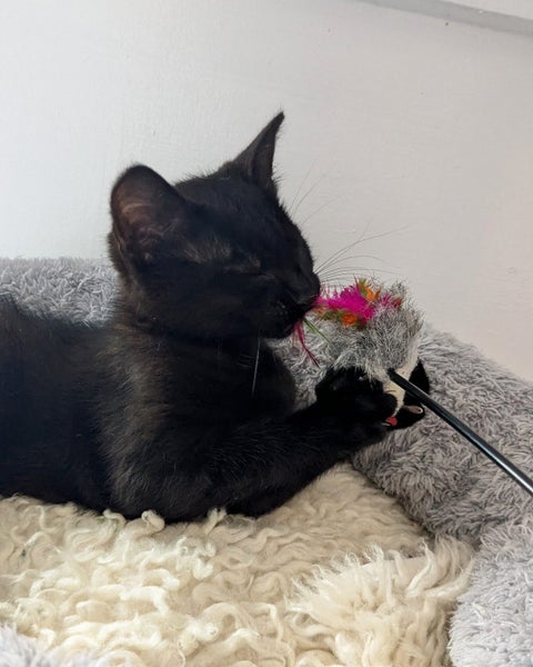 Animal Care Turangi - MAID MARIAN Carousel 2