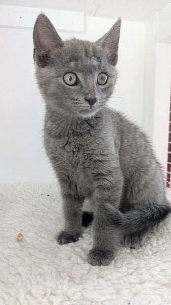 Animal Care Turangi - ROBIN HOOD Carousel 2