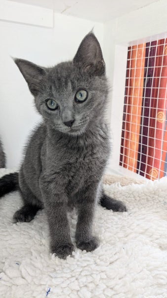 Animal Care Turangi - LITTLE JOHN Carousel 5