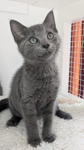 Animal Care Turangi - ROBIN HOOD Carousel 1