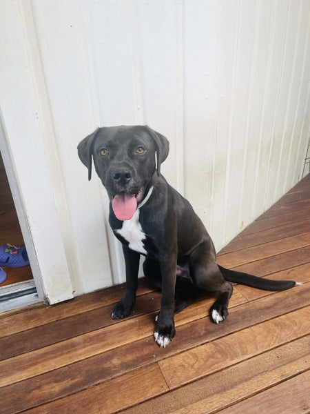 Max - 1 year, Rehome by 9 Jan, Good with Other Dogs and Children Carousel 2