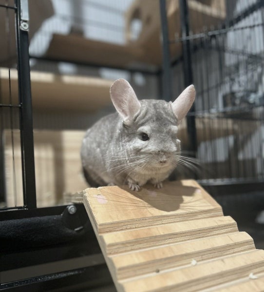 Chinchilla Beige Adult Female Carousel 1