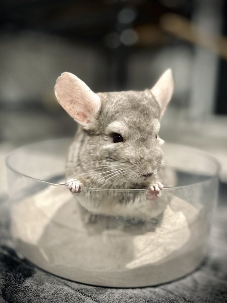 Chinchilla Beige Adult Female Carousel 2