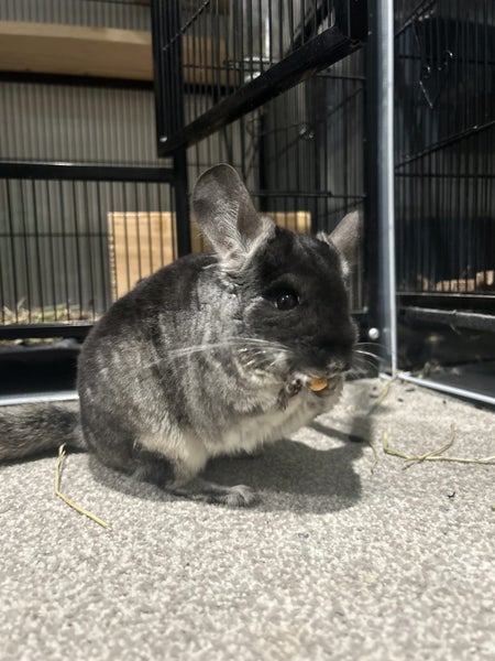 Chinchilla Black Velvet Female Carousel 2