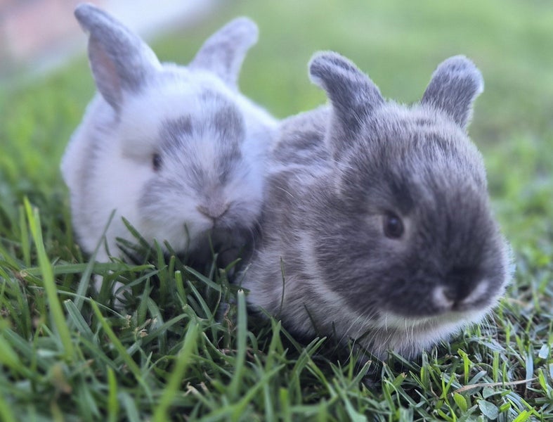 Adorable Minilop Baby Bunnies Carousel 2