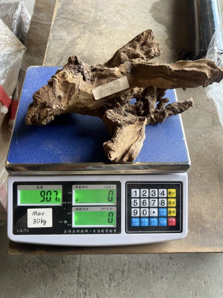 Old-Stock Fiji Sandalwood (Tan Xiang) — Aromatic Root Ornament64637638434051113