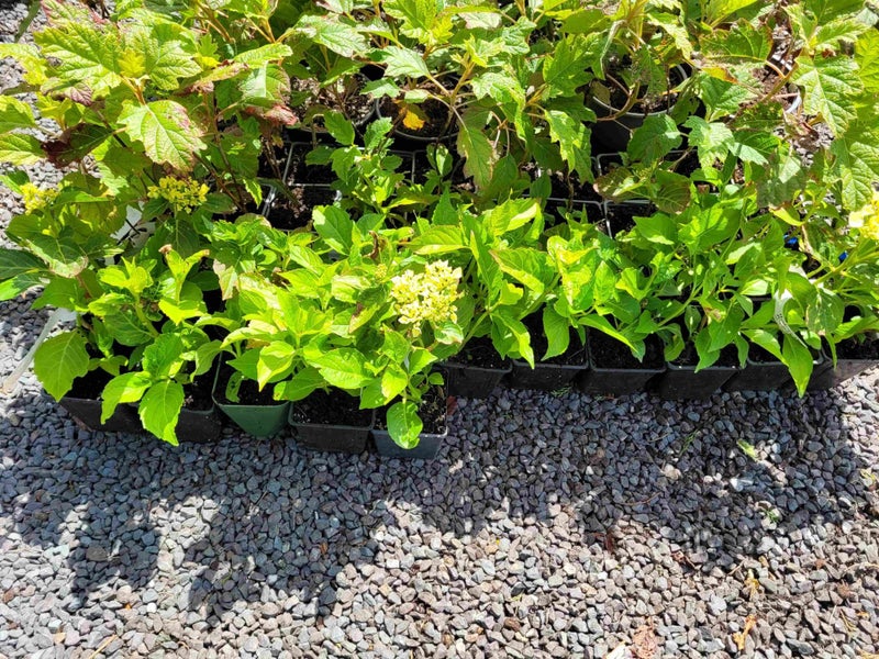 Hydrangea Princess Juliana Carousel 2