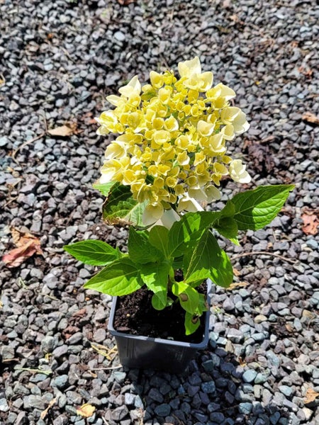 Hydrangea Princess Juliana Carousel 3