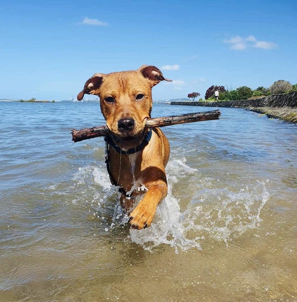 Auckland Puppy Rescue - SOUL Carousel 1