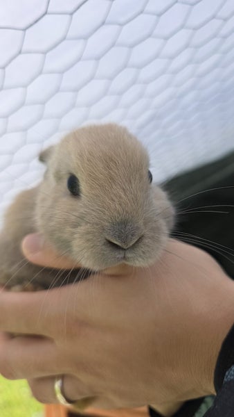 Rabbit for sale Carousel 1